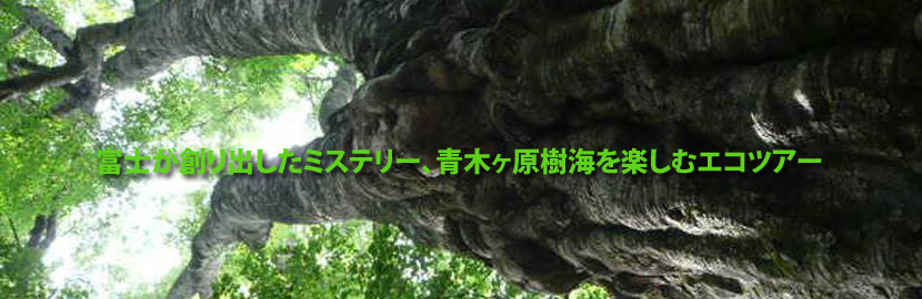 富士が創り出したミステリー、青木ヶ原樹海を楽しむエコツアー